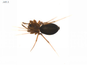  ( - BIOUG14300-H06)  @12 [ ] CreativeCommons - Attribution (2014) G. Blagoev Centre for Biodiversity Genomics