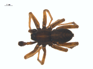  ( - BIOUG25736-B08)  @11 [ ] CreativeCommons - Attribution (2015) G. Blagoev Centre for Biodiversity Genomics