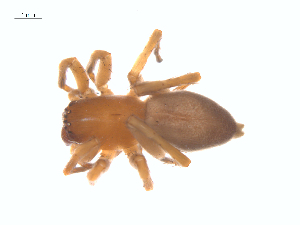  ( - BIOUG25736-D03)  @11 [ ] CreativeCommons - Attribution (2015) G. Blagoev Centre for Biodiversity Genomics