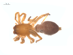  ( - BIOUG25736-D04)  @11 [ ] CreativeCommons - Attribution (2015) G. Blagoev Centre for Biodiversity Genomics