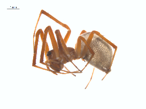  (Pityohyphantes minidoka - BIOUG25736-G11)  @14 [ ] CreativeCommons - Attribution (2015) G. Blagoev Centre for Biodiversity Genomics