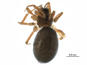  ( - BIOUG27608-F10)  @11 [ ] CreativeCommons - Attribution (2017) CBG Photography Group Centre for Biodiversity Genomics