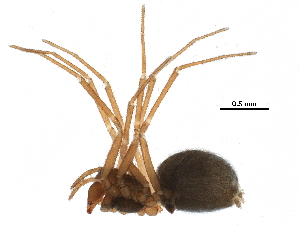  ( - BIOUG27608-G06)  @11 [ ] CreativeCommons - Attribution (2017) CBG Photography Group Centre for Biodiversity Genomics