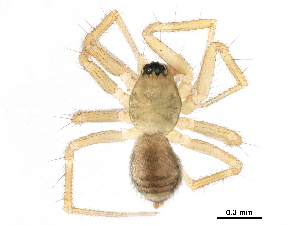  ( - BIOUG27609-A07)  @11 [ ] CreativeCommons - Attribution (2017) CBG Photography Group Centre for Biodiversity Genomics