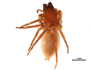  ( - BIOUG32666-D03)  @11 [ ] CreativeCommons - Attribution (2017) CBG Photography Group Centre for Biodiversity Genomics