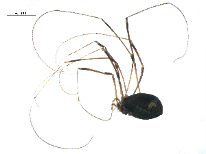  (Leiobunum exilipes - BIOUG07161-F02)  @14 [ ] CreativeCommons - Attribution (2013) G. Blagoev Centre for Biodiversity Genomics