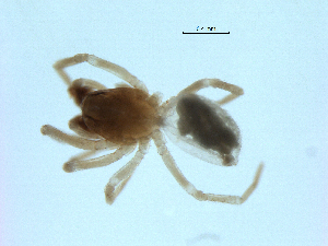 ( - BIOUG07164-H06)  @11 [ ] CreativeCommons - Attribution (2013) G. Blagoev Centre for Biodiversity Genomics