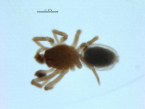  ( - BIOUG07164-H08)  @11 [ ] CreativeCommons - Attribution (2013) G. Blagoev Centre for Biodiversity Genomics