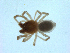  ( - BIOUG07164-H10)  @11 [ ] CreativeCommons - Attribution (2013) G. Blagoev Centre for Biodiversity Genomics