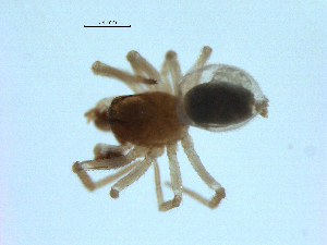  ( - BIOUG07164-H11)  @11 [ ] CreativeCommons - Attribution (2013) G. Blagoev Centre for Biodiversity Genomics