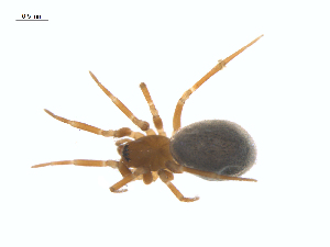  ( - CCDB-29007-B05)  @11 [ ] CreativeCommons - Attribution (2015) G. Blagoev Centre for Biodiversity Genomics