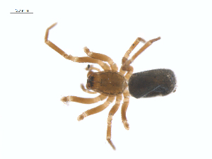  ( - CCDB-29007-B06)  @11 [ ] CreativeCommons - Attribution (2015) G. Blagoev Centre for Biodiversity Genomics