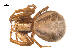  ( - CCDB-28548-E12)  @11 [ ] CreativeCommons - Attribution (2015) G. Blagoev Centre for Biodiversity Genomics