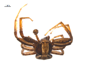  ( - CCDB-28548-F01)  @11 [ ] CreativeCommons - Attribution (2015) G. Blagoev Centre for Biodiversity Genomics