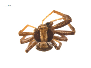  ( - CCDB-28548-F02)  @11 [ ] CreativeCommons - Attribution (2015) G. Blagoev Centre for Biodiversity Genomics