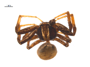  ( - CCDB-28548-G06)  @11 [ ] CreativeCommons - Attribution (2015) G. Blagoev Centre for Biodiversity Genomics