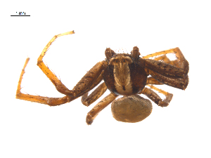 ( - CCDB-28548-G08)  @11 [ ] CreativeCommons - Attribution (2015) G. Blagoev Centre for Biodiversity Genomics