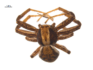  ( - CCDB-28548-G09)  @11 [ ] CreativeCommons - Attribution (2015) G. Blagoev Centre for Biodiversity Genomics
