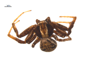  ( - CCDB-28548-G10)  @11 [ ] CreativeCommons - Attribution (2015) G. Blagoev Centre for Biodiversity Genomics
