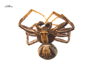  ( - CCDB-28548-G12)  @11 [ ] CreativeCommons - Attribution (2015) G. Blagoev Centre for Biodiversity Genomics