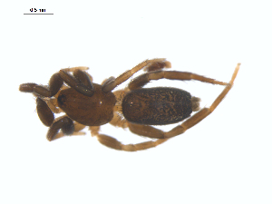  (Zelotes exiguoides - CCDB-28550-F10)  @11 [ ] CreativeCommons - Attribution (2015) G. Blagoev Centre for Biodiversity Genomics