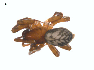  ( - CCDB-28552-B11)  @11 [ ] CreativeCommons - Attribution (2015) G. Blagoev Centre for Biodiversity Genomics