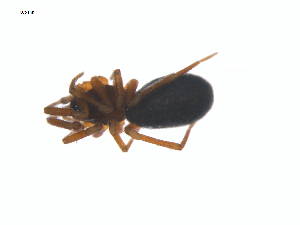  ( - CCDB-28948-E04)  @11 [ ] CreativeCommons - Attribution (2015) G. Blagoev Centre for Biodiversity Genomics