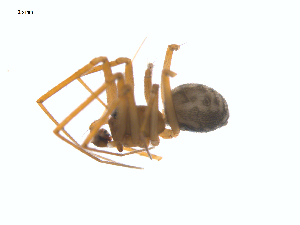  (Lepthyphantes - CCDB-28948-E08)  @15 [ ] CreativeCommons - Attribution (2015) G. Blagoev Centre for Biodiversity Genomics