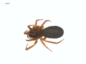  ( - CCDB-28948-E12)  @11 [ ] CreativeCommons - Attribution (2015) G. Blagoev Centre for Biodiversity Genomics