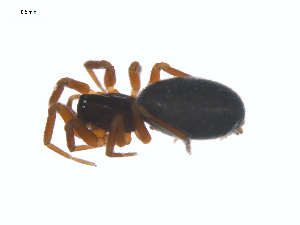  ( - CCDB-28948-F06)  @11 [ ] CreativeCommons - Attribution (2015) G. Blagoev Centre for Biodiversity Genomics