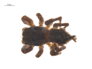  ( - CCDB-29005-E06)  @11 [ ] CreativeCommons - Attribution (2015) G. Blagoev Centre for Biodiversity Genomics