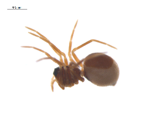  ( - CCDB-29006-C06)  @11 [ ] CreativeCommons - Attribution (2015) G. Blagoev Centre for Biodiversity Genomics
