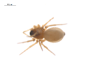  ( - CCDB-29006-C07)  @11 [ ] CreativeCommons - Attribution (2015) G. Blagoev Centre for Biodiversity Genomics