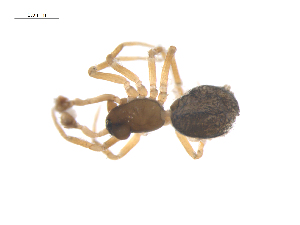  ( - CCDB-29006-D10)  @11 [ ] CreativeCommons - Attribution (2015) G. Blagoev Centre for Biodiversity Genomics