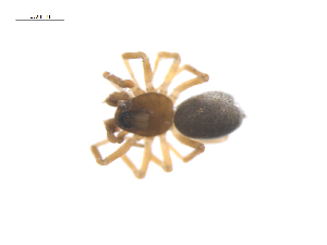  ( - CCDB-29006-D11)  @11 [ ] CreativeCommons - Attribution (2015) G. Blagoev Centre for Biodiversity Genomics
