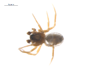  ( - CCDB-29006-E01)  @11 [ ] CreativeCommons - Attribution (2015) G. Blagoev Centre for Biodiversity Genomics
