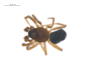  ( - CCDB-29006-E02)  @11 [ ] CreativeCommons - Attribution (2015) G. Blagoev Centre for Biodiversity Genomics