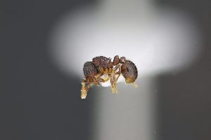  (Adelomyrmex EC01 - C3PO_ANT_170)  @11 [ ] CC-BY-NC-ND (2024) Adrian Troya Escuela Politecnica Nacional