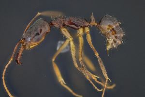  (Odontomachus aff. meinerti - C3PO_ANT_1146)  @11 [ ] CC-BY-NC-ND (2024) Adrian Troya Escuela Politecnica Nacional