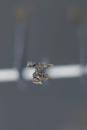  ( - MEPN-INV-47458)  @11 [ ] CC-BY-NC-ND (2024) Adrian Troya Escuela Politecnica Nacional