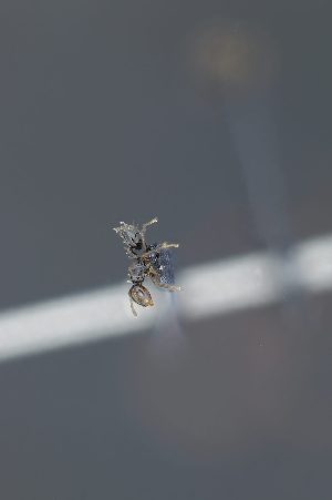  ( - MEPN-INV-47456)  @11 [ ] CC-BY-NC-ND (2024) Adrian Troya Escuela Politecnica Nacional