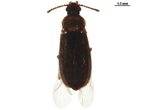  (Mycetophagini - BIOUG36533-C08)  @11 [ ] CreativeCommons - Attribution (2018) CBG Photography Group Centre for Biodiversity Genomics