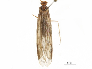  (Triplectides nigripennis - BIOUG36789-G09)  @11 [ ] CreativeCommons - Attribution (2018) CBG Photography Group Centre for Biodiversity Genomics