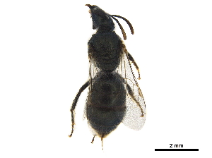  ( - BIOUG36793-A04)  @12 [ ] CreativeCommons - Attribution (2019) CBG Photography Group Centre for Biodiversity Genomics