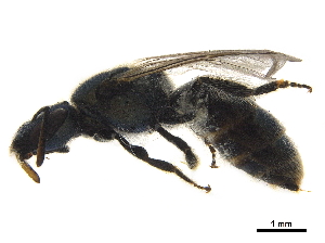  ( - BIOUG36793-A10)  @12 [ ] CreativeCommons - Attribution (2019) CBG Photography Group Centre for Biodiversity Genomics