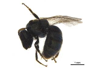  ( - BIOUG36793-D04)  @12 [ ] CreativeCommons - Attribution (2019) CBG Photography Group Centre for Biodiversity Genomics