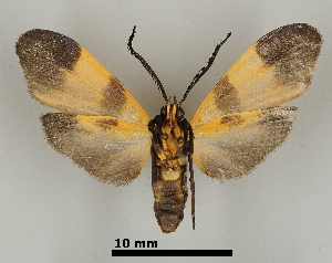  ( - DR14_0043)  @11 [ ] CreativeCommons - Attribution Non-Commercial Share-Alike (2017) Dominik Rabl University of Vienna, Dept of Botany and Biodiversity Research