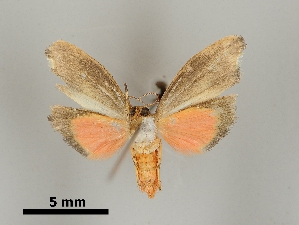  (Talara sp. 5YB - DR14_0055)  @11 [ ] CreativeCommons - Attribution Non-Commercial Share-Alike (2017) Dominik Rabl University of Vienna, Dept of Botany and Biodiversity Research