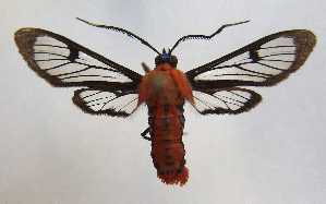  (Phoenicoprocta A-8583 - MBe0065)  @11 [ ] Copyright (2018) Unspecified Forest Zoology and Entomology (FZE) University of Freiburg