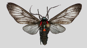  (Hypocharis nr. clusia - MBe0096)  @11 [ ] © (2019) Unspecified Forest Zoology and Entomology (FZE) University of Freiburg